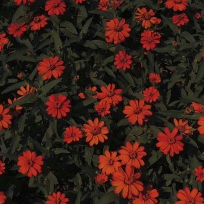 购彩中心下载手机版